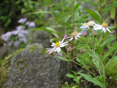 岩場の野草