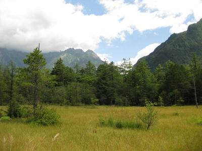 湿地の草原