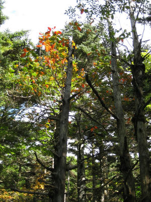 所々紅葉している