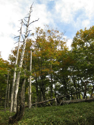 少し紅葉が始まっている
