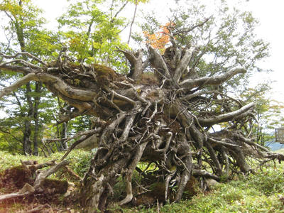 倒れた木の根