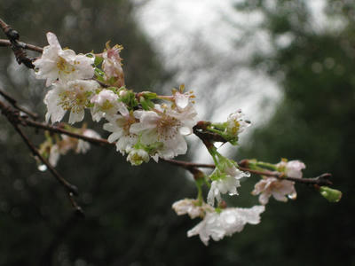 秋桜
