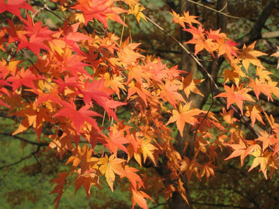 紅葉の錦
