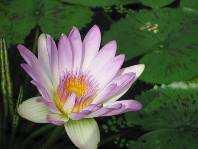 桃花