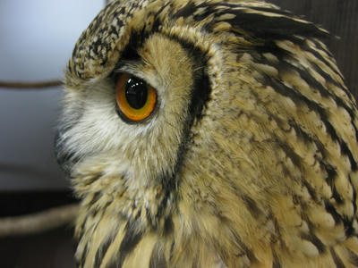 近い近い