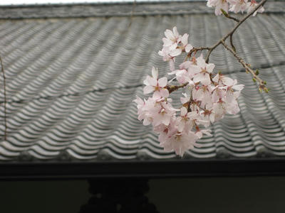 しだれ桜は色濃いね