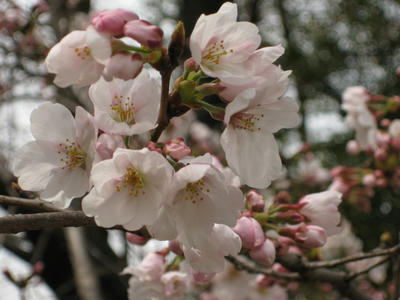 咲いてるとこは咲いてた桜