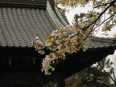 山桜？ちょっと黄色い