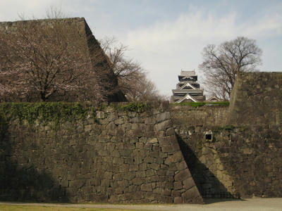 これであの桜が咲いてたらなぁ
