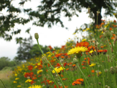 野の花