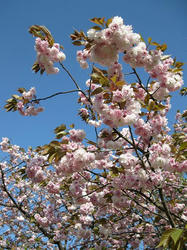 八重桜