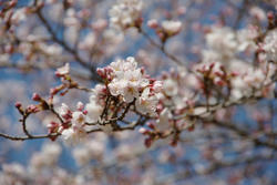 桜