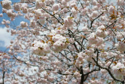 八重桜