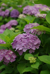 紫陽花