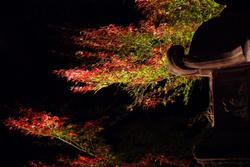 紅葉