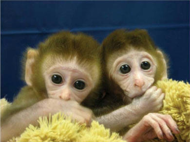 monkey.jpg