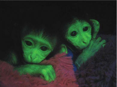 monkey_gfp.jpg