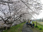 P20110411-sakura-3.JPG