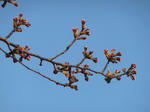 P20120406-sakura-2.JPG