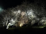 P20120413-yozakura-1.JPG