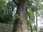 goshojinja4.JPG