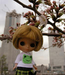 sakura.JPG