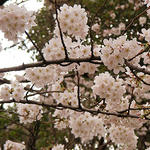 sakura1.JPG
