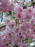 IMGP4230.JPG