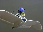 IMGP8111.JPG
