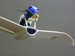 IMGP8113.JPG