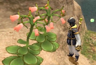 薔薇っつーよりどうみてもカランコエ