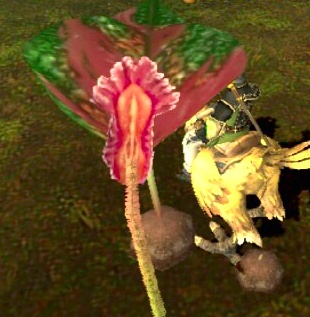 これも花？本文とは無関係