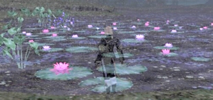 この睡蓮は過去も現在もあまり変わらないですね