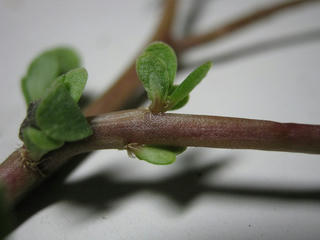 ハナスベリヒユの葉の付け根
