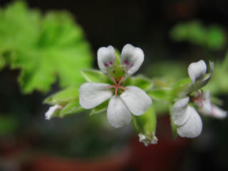 アップルゼラニウムの花