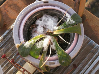 雪の後の朝、外の草たち - レウイシア(3)