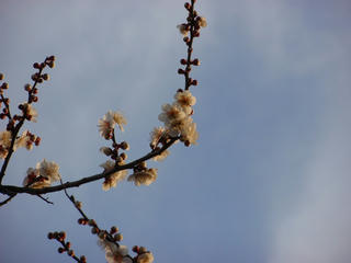 梅の花(2)