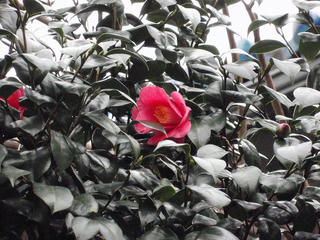 ツバキの花