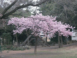 桜便り2010 第一便(1)