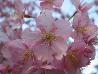 桜便り2010 第一便(2)