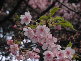 桜便り2010 第一便(3)