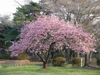 桜便り2010 第一便(4)