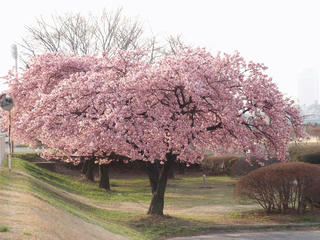 桜便り2010 第一便(5)