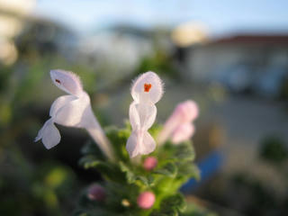 ホトケノザ白花