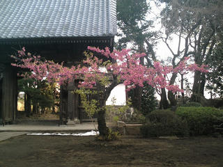 桜便り2010 第二便(2) - ヒカンザクラ