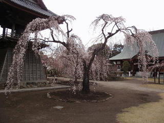 桜便り2010 第三便(1)