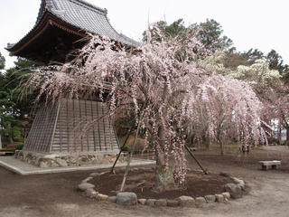 桜便り2010 第三便(3)