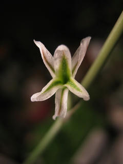 小さいアロエ♪とか思ったらガステリアだったり、雪の花(3) - ハオルチア雪の花の花