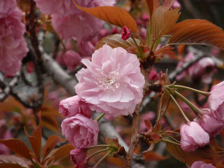 飛鳥山公園、そして駒込・染井 ～桜便り2010 第四便(1)