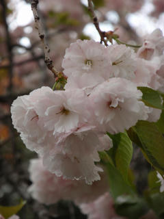 飛鳥山公園、そして駒込・染井 ~桜便り2010 第四便(2)